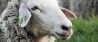 Faeröer Eilanden zet schapen met camera's in voor virtual reality video