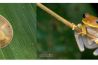Macrofotografie in de Amazone