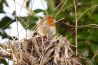 Broedende vogels worden verstoord door fotografen 