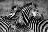 Bezoekers leren door middel van foto’s meer over de dieren die ze zien op safari