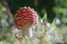 Paddenstoelen seizoen - de mooiste foto's uit de gallery!