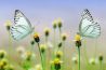Leg een kleine wereld vast met macro