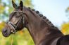 Paarden in actie fotograferen op Fotofair 2020