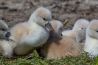 Vijf schattige dierenfoto's uit onze Lezersgallery