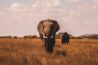 Fotograaf gedood door olifant 