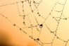 Leren: een spinnenweb fotograferen