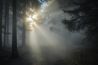 Inspiratie: een bos sprookjesachtig fotograferen