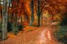 5 tips voor herfstfotografie