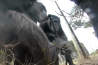 Chimpansee maakt 360-graden selfie!