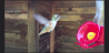 Een kolibrie in slow-motion 