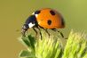 Macrofotografie: insecten fotograferen