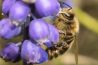 Macrofotografie zonder dure spullen