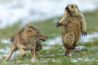 Schrikkende marmot zorgt voor winst Wildlife Photographer of the Year-award