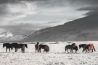 Paarden fotograferen tips en tricks