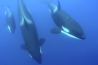 Orka's achtervolgen GoPro