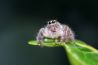 Insecten fotograferen: maak het kleine groot