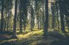 8 tips voor fotograferen in het bos