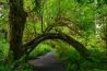 Fotograferen in regenwoud: Hoh Rainforest