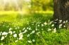 Bloemen op de gevoelige plaat zetten