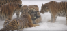Siberische tijger haalt drone uit de lucht