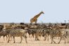 Zeldzame zebra met stippen gespot in Kenia  
