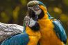 Creëer een portfolio met dierenportretten