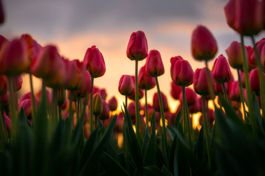 Snel gratis en simpel met IrfanView | digifoto Starter