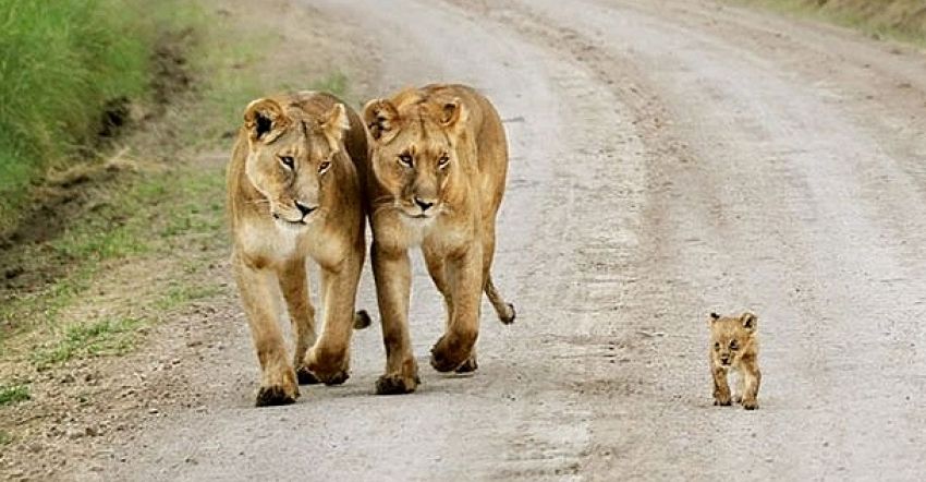 Draad Leuren Bondgenoot 10 aandoenlijke foto's van jonge dieren met hun ouders | digifoto Starter